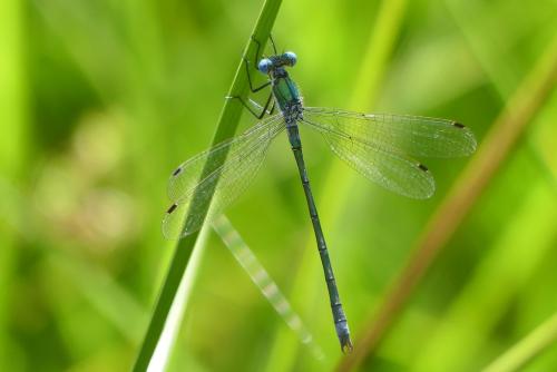 Lestes dryas